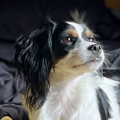 Benito the dog